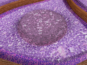 Lymph node Lymphatic system 3D 3D-Modell