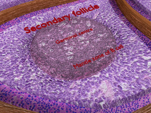 Lymph node Lymphatic system 3D 3D-Modell