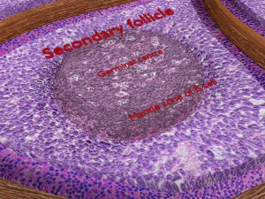 Lymph node Lymphatic system 3D 3D Model