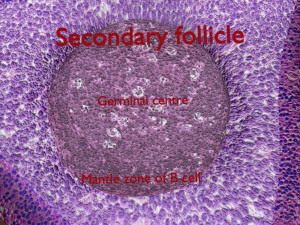 Lymph node Lymphatic system 3D 3D-Modell