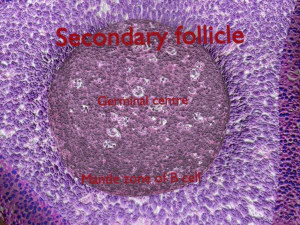 Lymph node Lymphatic system 3D 3D Model