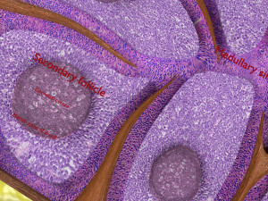 Lymph node Lymphatic system 3D 3D-Modell