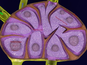 Lymph node Lymphatic system 3D 3D-Modell