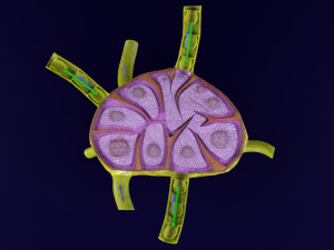 Lymph node Lymphatic system 3D 3D-Modell