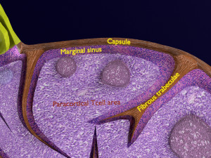 Lymph node Lymphatic system 3D 3D-Modell
