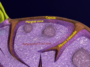 Lymph node Lymphatic system 3D 3D Model
