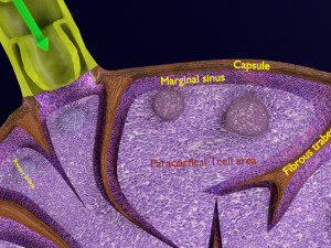 Lymph node Lymphatic system 3D 3D-Modell