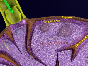 Lymph node Lymphatic system 3D 3D Model