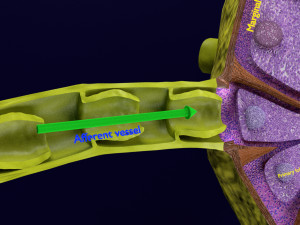 Lymph node Lymphatic system 3D 3D-Modell