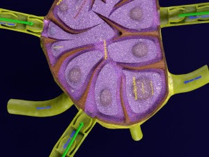 Lymph node Lymphatic system 3D 3D-Modell