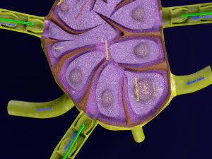 Lymph node Lymphatic system 3D 3D Model