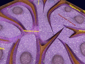 Lymph node Lymphatic system 3D 3D Model
