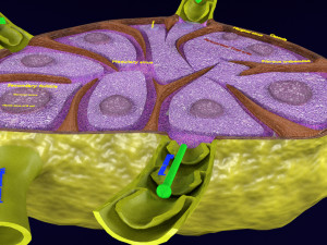 Lymph node Lymphatic system 3D 3D-Modell