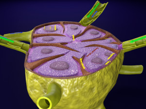 Lymph node Lymphatic system 3D 3D-Modell