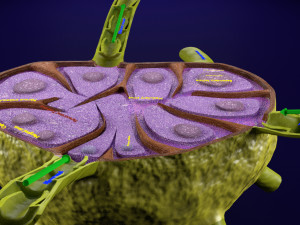 Lymph node Lymphatic system 3D 3D-Modell