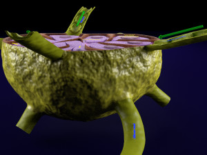 Lymph node Lymphatic system 3D 3D-Modell