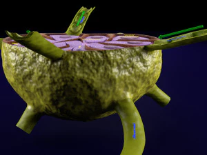 Lymph node Lymphatic system 3D 3D Model