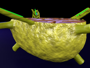 Lymph node Lymphatic system 3D 3D-Modell