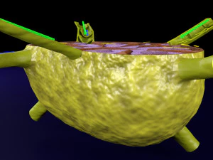 Lymph node Lymphatic system 3D 3D Model