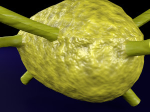Lymph node Lymphatic system 3D 3D-Modell