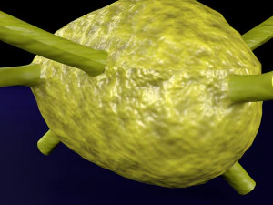 Lymph node Lymphatic system 3D 3D Model