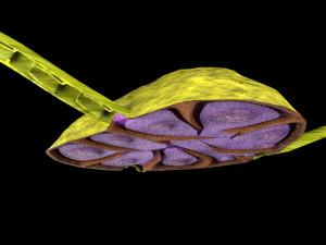 Lymph node Lymphatic system 3D 3D-Modell