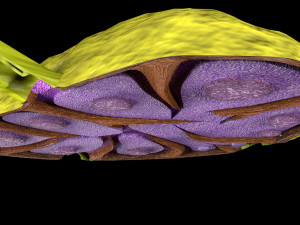 Lymph node Lymphatic system 3D 3D-Modell