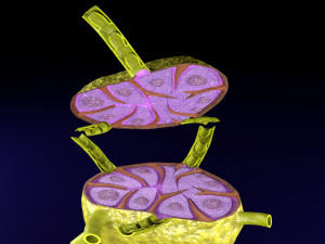 Lymph node Lymphatic system 3D 3D-Modell