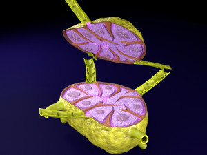 Lymph node Lymphatic system 3D 3D-Modell