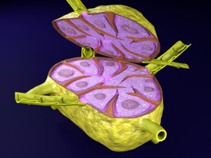 Lymph node Lymphatic system 3D 3D-Modell