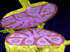 Lymph node Lymphatic system 3D 3D-Modell