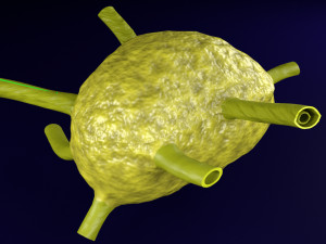 Lymph node Lymphatic system 3D 3D-Modell