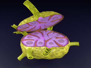 Lymph node Lymphatic system 3D 3D-Modell