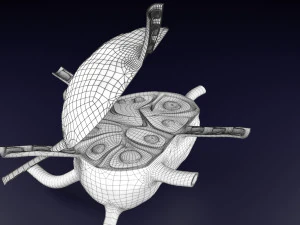 Lymph node Lymphatic system 3D 3D Model