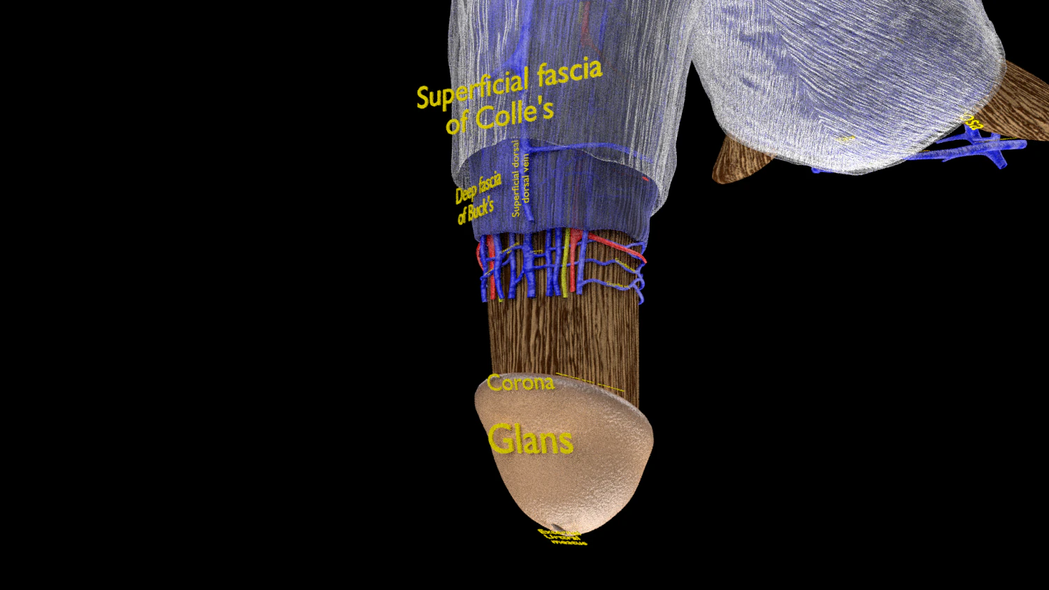 Penis complete anatomy histology layers cut section 3D Model .c4d .max .obj .3ds .fbx .stl .blend 