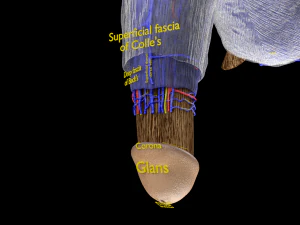 Se&ccedil;&atilde;o de corte de camadas de histologia de anatomia completa do p&ecirc;nis Modelo 3D