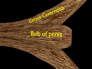 Penis complete anatomy histology layers cut section 3D Модель