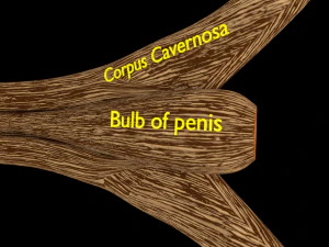 Penis complete anatomy histology layers cut section 3D Model
