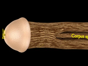 Penis complete anatomy histology layers cut section 3D Model