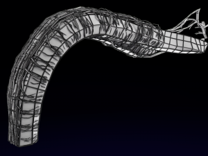 Penis complete anatomy histology layers cut section 3D Модель