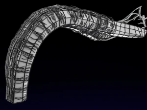 Penis complete anatomy histology layers cut section 3D Model