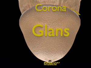 Penis complete anatomy histology layers cut section 3D Model