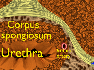 Penis complete anatomy histology layers cut section 3D Модель