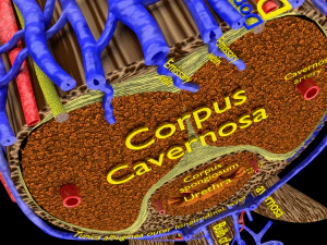 Penis complete anatomy histology layers cut section 3D Model