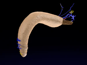 Penis complete anatomy histology layers cut section 3D Model