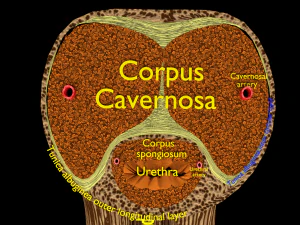 Penis complete anatomy histology layers cut section 3D Model