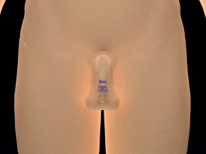 Penis complete anatomy histology layers cut section 3D Модель