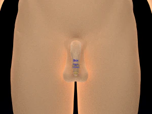 Penis complete anatomy histology layers cut section 3D Model