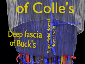 Penis complete anatomy histology layers cut section 3D Модель