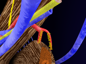 Penis complete anatomy histology layers cut section 3D Модель